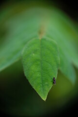 Close-up of black fly on green leaf.