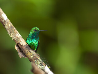 Blauwstaartsmaragdkolibrie, Blue-tailed Emerald, Chlorostilbon mellisugus