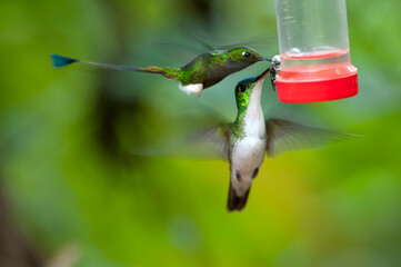 Booted Racket-tail, Vlagstaart-pluimbroekje, Ocreatus underwoodi, Witkinsaffierkolibrie, White-chinned Sapphire, Hylocharis cyanus