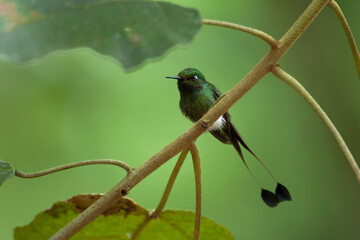 Booted Racket-tail, Vlagstaart-pluimbroekje, Ocreatus underwoodi