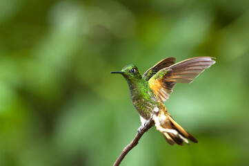 Bruinstaart-hoornkolibrie, Buff-tailed Coronet, Boissonneaua flavescensa