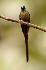 Langstaartnimf, Long-tailed Sylph, Aglaiocercus kingii