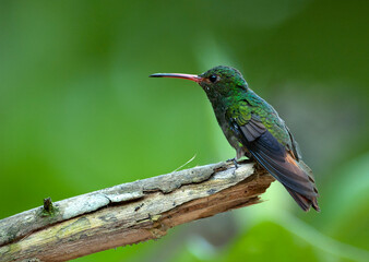 Roodstaartamazilia, Rufous-tailed Hummingbird, Amazilia tzacatl