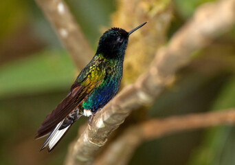 Witstaarthoornkolibrie, Velvet-purple Coronet, Boissonneaua jardini