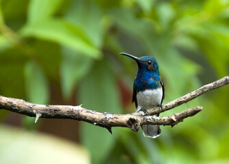 Witnekkolibrie, White-necked Jacobin, Florisuga mellivora