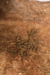 Close-up of larva or maggot Black Soldier Fly BSF.