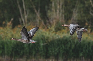 Fliegende Graugänse