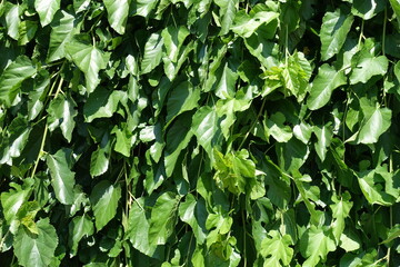 Backdrop - green leafage of mulberry in mid June