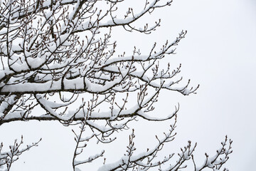 Snow on the tree branches.