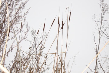 Fototapeta na wymiar Dry reeds stand on the shore against the background of a frozen winter lake