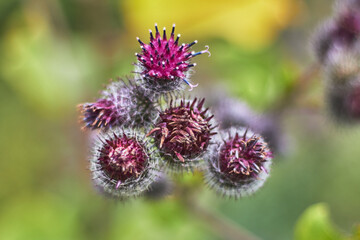 thistle flower