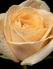 Rose flower close-up with water drops on a black background.