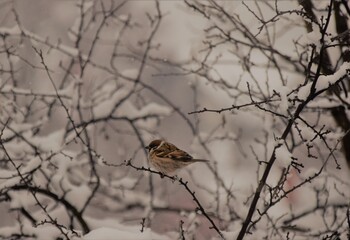 sparrow on a branch