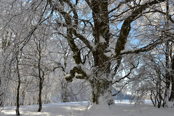 Fototapeta premium Paysage d'hiver, neige dans les montagnes, les Vosges en hiver sous la neige, branches sous la neige