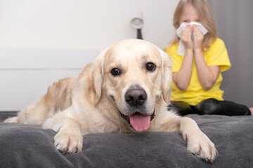 A little girl in a yellow T-shirt sneezes into a napkin near the dog. Allergy to animals. Trending colors of 2021 gray and yellow