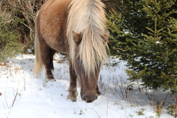 Spotted Brown Pony in Snow