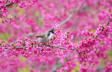 Red-whiskered bulbul (Pycnonotus jocosus) perching on cherry blossom branch, Chiang Mai in Thailand.