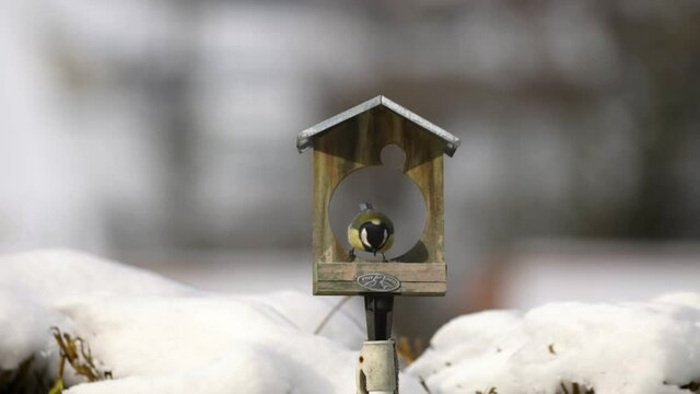 Deux m&eacute;sanges d'esp&egrave;ce diff&eacute;rentes picorent sur une mangeoire en bois au toit m&eacute;tallique dans un temps froid avec de la neige