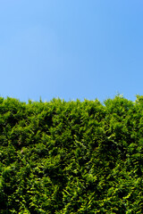green cypress hedge with a blue sky