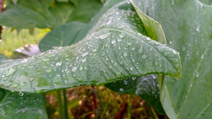 water drops on a leaf