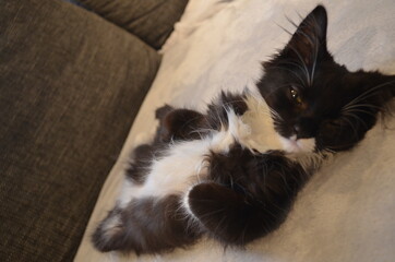 Kater süß
