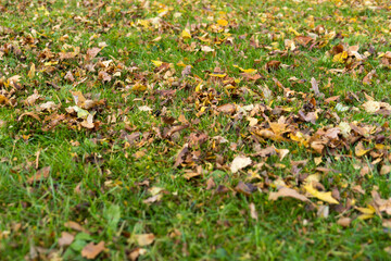 closeup lawn with mulched leaves autumn