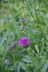 Kornblume