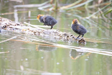 Two nestling fulica atra stands on a log against the backdrop of a pond.