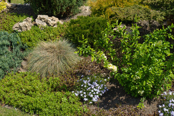 Flowering moss phlox and Japanese quince, blue fescue, stonecrop and juniper in the rock garden in...