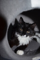 Kater süß