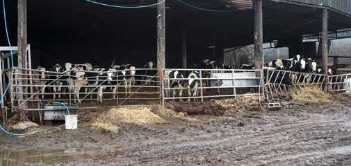 Cattle shed on a muddy farm