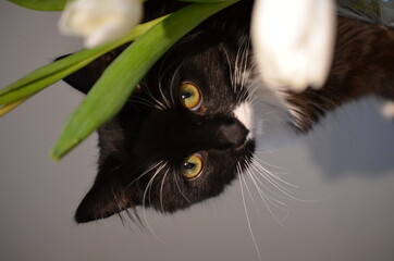 Kater süß