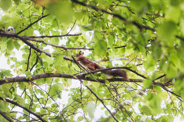 red squirrel sits on a branch surrounded by green foliage