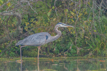 Great Blue Heron (Ardea herodias) hunting for food in a lake in Wisconsin. Selective focus, background blur and foreground blur