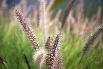 Cavalinha ou rabo de gato  