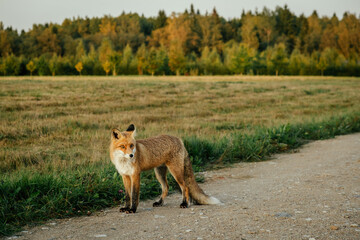 Fototapeta na wymiar Wild red fox in a living area close to people in the evening.