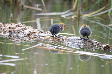 Two nestling fulica atra stands on a log against the backdrop of a pond.