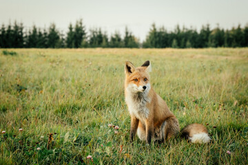 Naklejka na ściany i meble Wild red fox in the field in the evening. Animal in nature habitat, in green environment.
