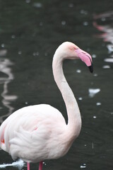 オオフラミンゴ