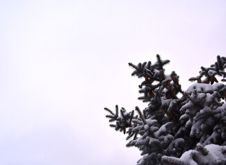 Low angle of pinecones on dark green branches of spruce against clear gray sky in daylight 