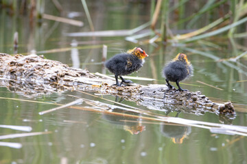 Two nestling fulica atra stands on a log against the backdrop of a pond.