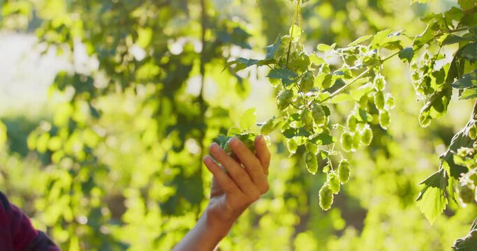 Someone grabs a handful of hops growing from a tree. Farmer inspects the hop cones.