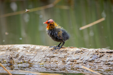 One nestling fulica atra stands on a log against the backdrop of a pond.