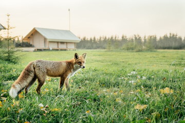 Wild red fox  in a living area.