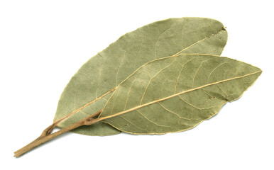 Dried laurel leaves on a white isolated background.