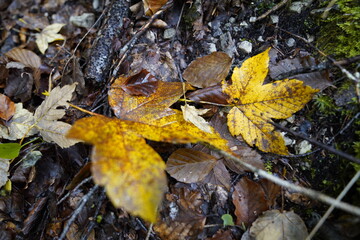 Herbststimmung Wasserfall und Blatt