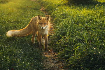 Wild red fox in a living area close to people in the evening.