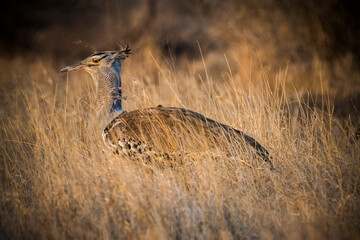 The kori bustard Ardeotis kori in the dry yellow grass in the morning light