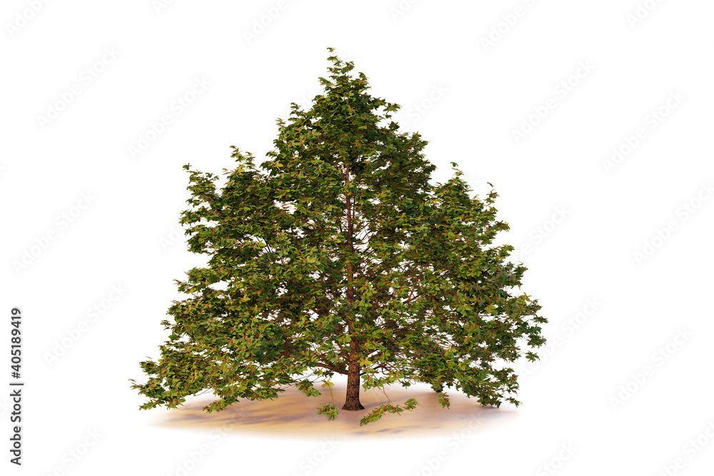 Poster isolated single tree on white backgroundwith clipping path