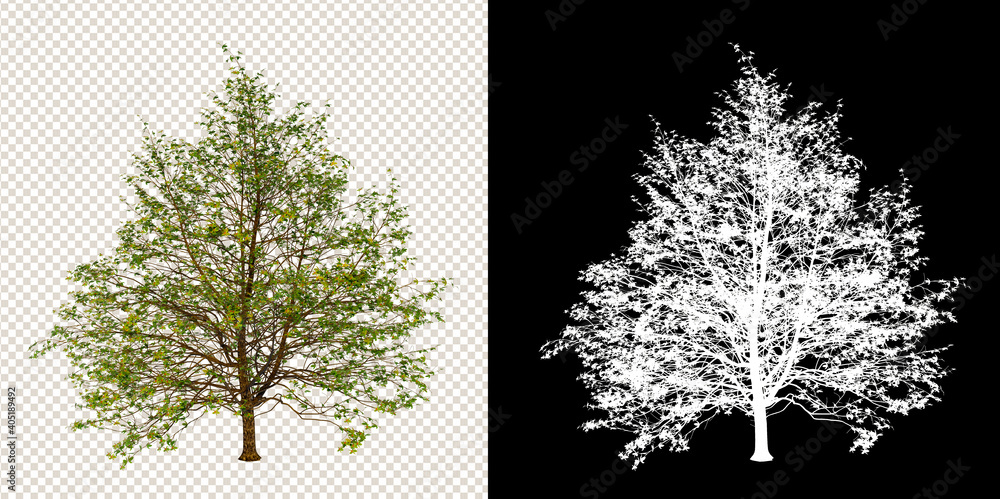 Poster isolated single tree on white backgroundwith clipping path